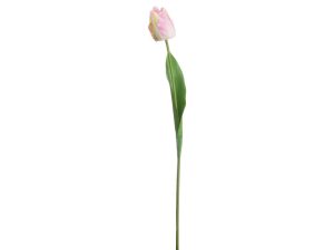 Sopha PINK AND GREEN SINGLE STEM TULIP