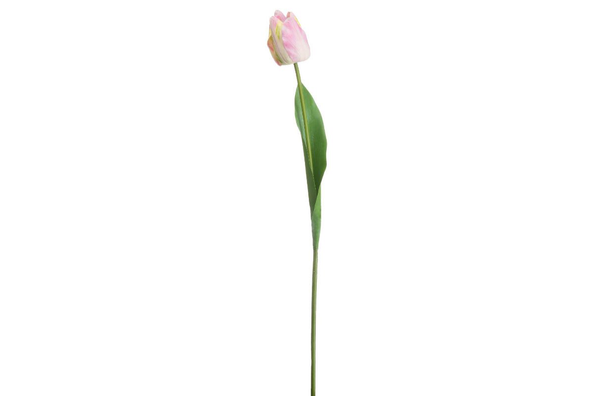 Sopha PINK AND GREEN SINGLE STEM TULIP