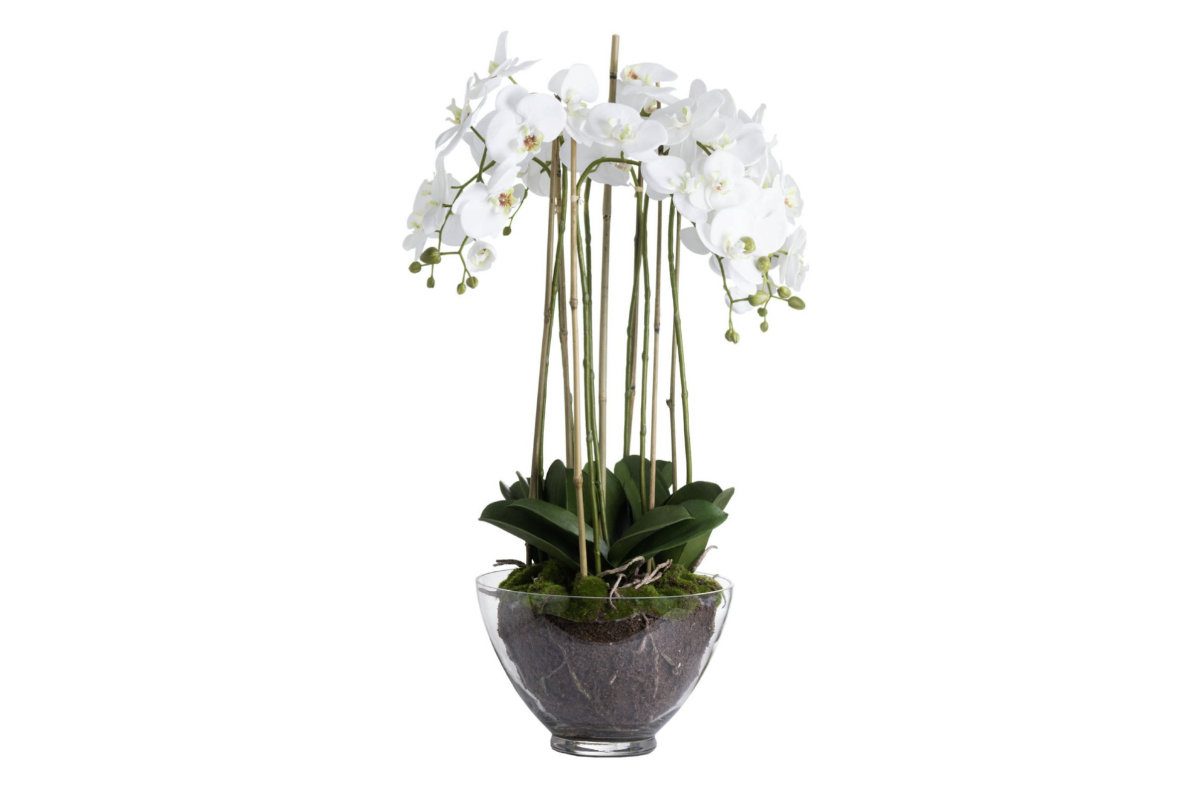 Sopha Leet Water Orchid