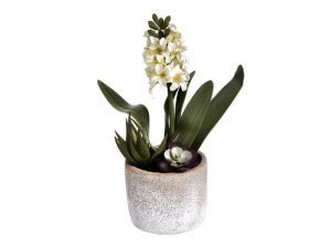 Sopha Potted White Hyacinth