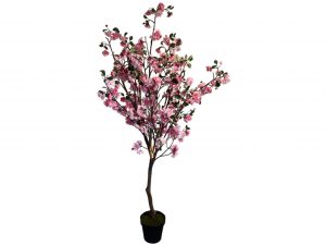 sopha large cherry blossom tree