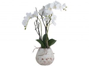 Sopha White Orchid In Stone Pot